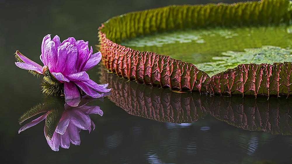 Galeria de fotos de Detalhes