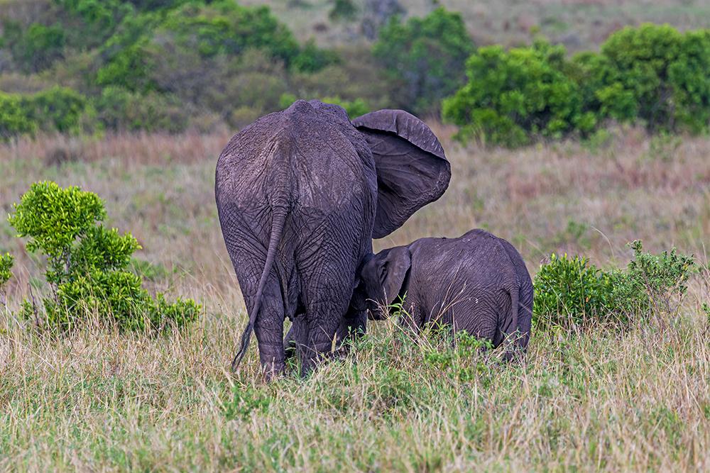 Galeria de fotos de Vidas Selvagens